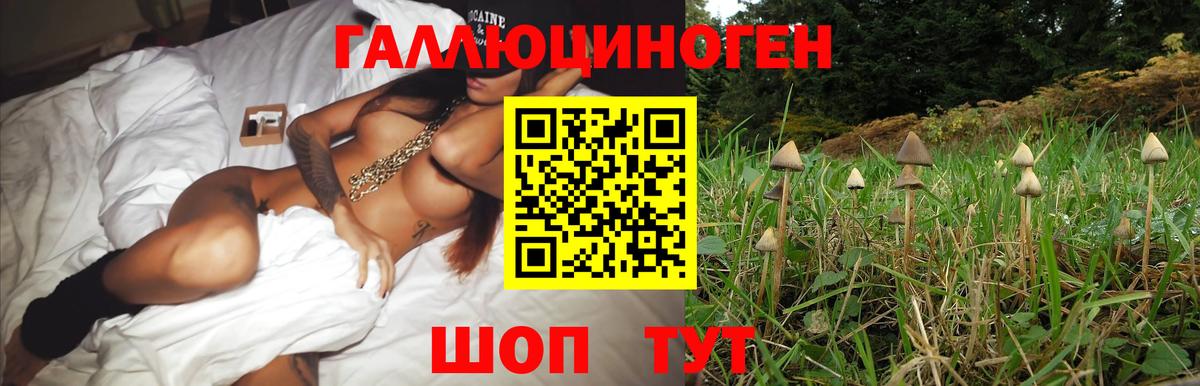 Псилоцибиновые грибы GOLDEN TEACHER Грязи